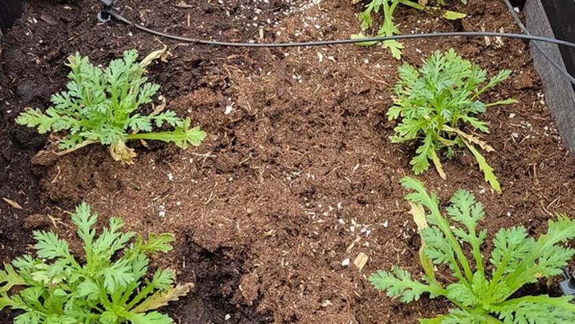 Compostable Compendium V