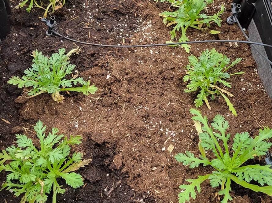 Compostable Compendium V