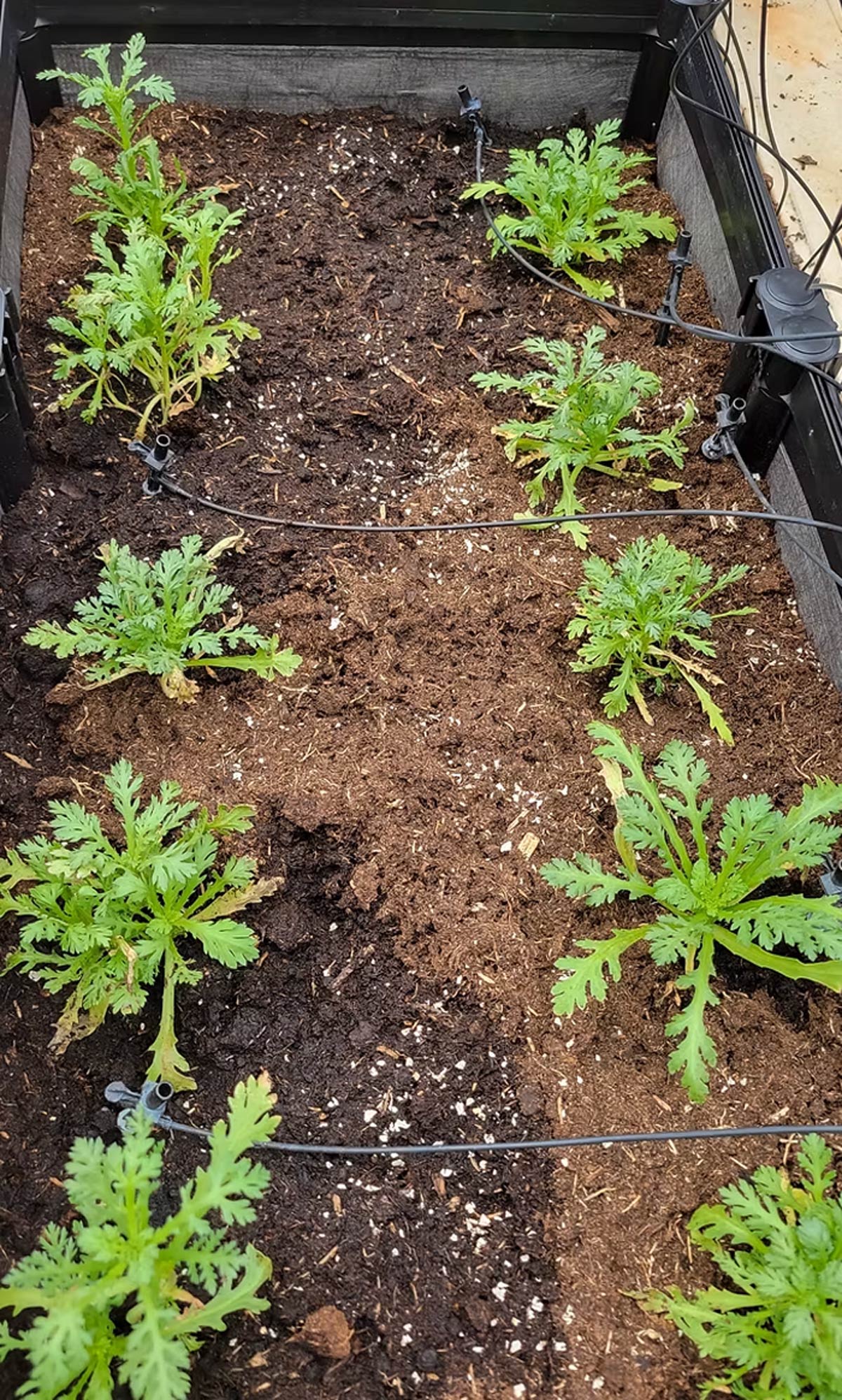 Compostable Compendium V