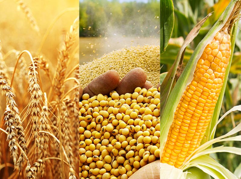 Global Commodities. Sustainable Solutions. Connecting the right products with the right people. Agricultural Commodities.